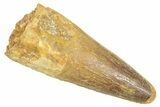Fossil Spinosaurus Tooth - Real Dinosaur Tooth #363058-1